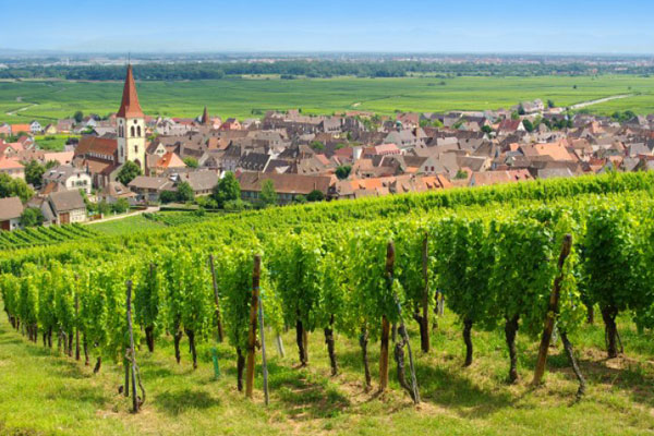 con đường rượu vang