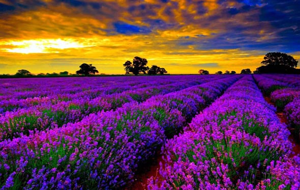 Provence Ph&aacute;p